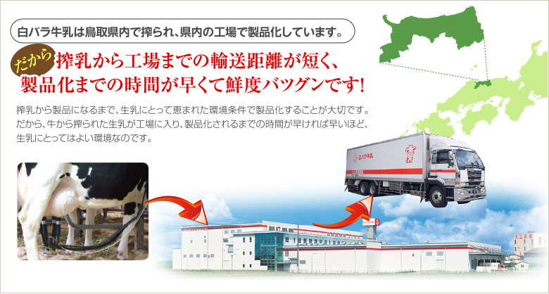 白バラ牛乳は鳥取県内で搾られ、県内の工場で製品化しています。だから、製品化までの時間が早くて鮮度バツグンです！
